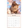 V&aelig;gkalender, Mayland Photo katteKILLINGER, 160x164mm &aring;r: 2027, Flerfarvet,