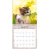 V&aelig;gkalender, Mayland Photo katteKILLINGER, 160x164mm &aring;r: 2027, Flerfarvet,