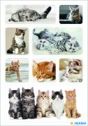 Herma stickers Decor kattebørn (3)