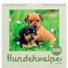 Mayland 2026 26066410 hundehvalpe vægkalender 16x16,4 cm 