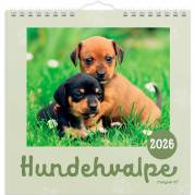 Mayland 2026 26066410 hundehvalpe vægkalender 16x16,4 cm 