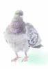 Farveblyant Tombow Irojiten pigeon gray