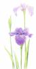 Farveblyant Tombow Irojiten iris violet