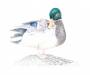TOM29010_2