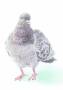 TOM29031_2